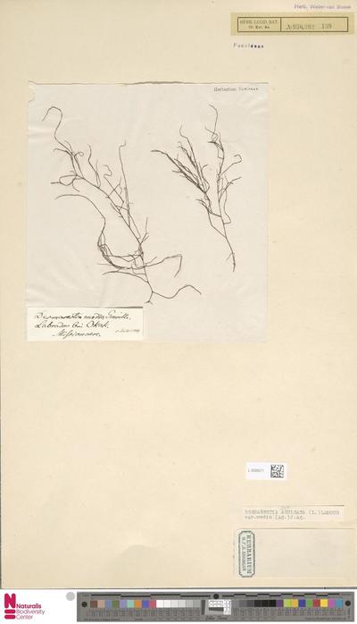 Desmarestia aculeata (L.) J.V.Lamour. var. media (C.Agardh) J.Agardh