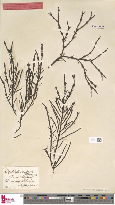 Ascophyllum nodosum (L.) Le Jol.
