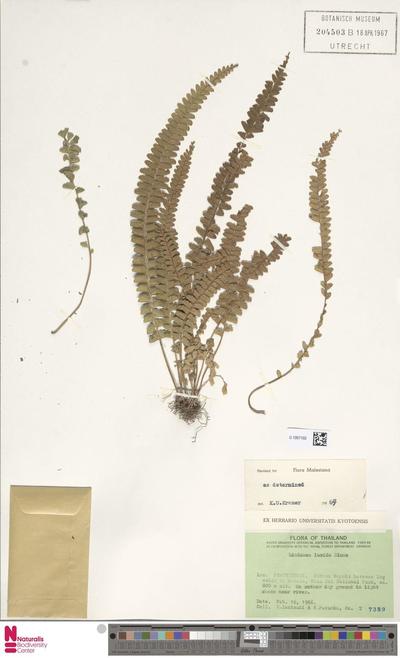 Lindsaea lucida Blume