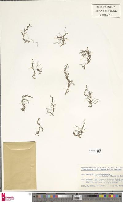 Selaginella shakotanensis (Franch. ex Takeda) Miyabe & Kudô