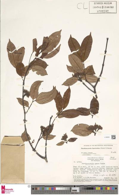 Parahancornia fasciculata (Poir.) Benoist