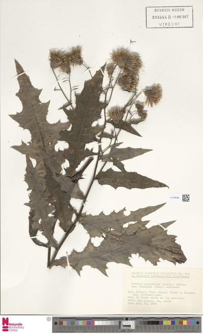 Cirsium nipponicum (Maxim.) Makino var. yoshinoi
