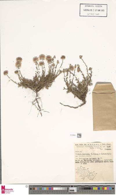 Vittadinia trifurcata (Less.) Benth. & Hook.f. ex Griseb.