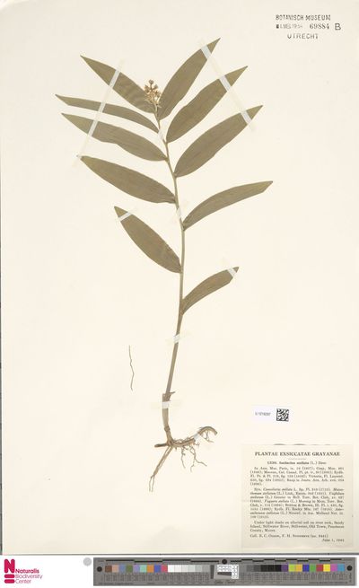 Smilacina stellata (L.) Desf.