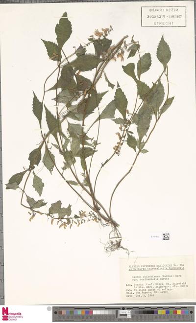 Isodon shikokianus (Makino) H.Hara var. occidentalis Murata