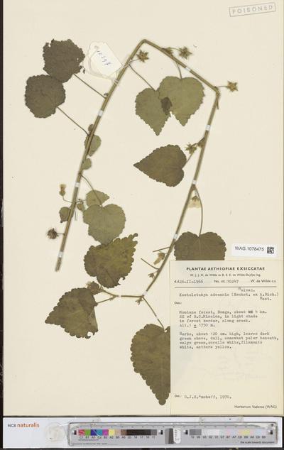 Kosteletzkya adoensis (Hochst. ex A.Rich.) Mast.