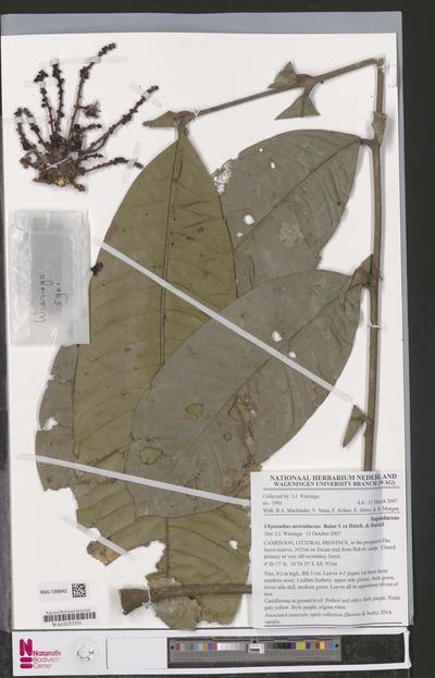 Chytranthus atroviolaceus Baker f. ex Hutch. & Dalziel