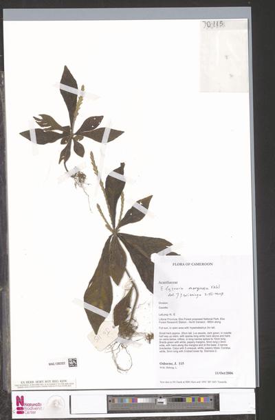 Elytraria marginata Vahl