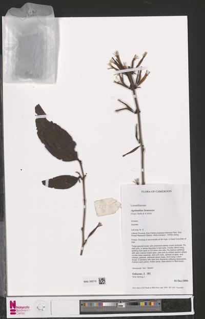 Agelanthus brunneus (Engl.) Balle & N.Hallé