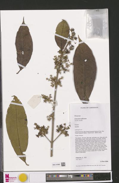 Chionanthus africanus (Knobl.) Stearn