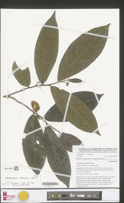 Alsodeiopsis mannii Oliv.