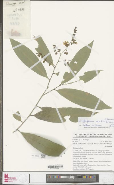 Campylospermum reticulatum (P.Beauv.) Farron