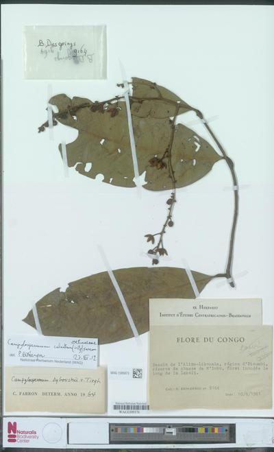 Campylospermum calanthum (Gilg) Farron