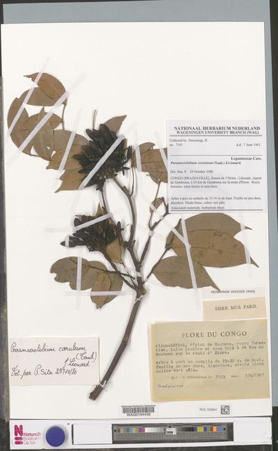 Paramacrolobium coeruleum (Taub.) J.Léonard