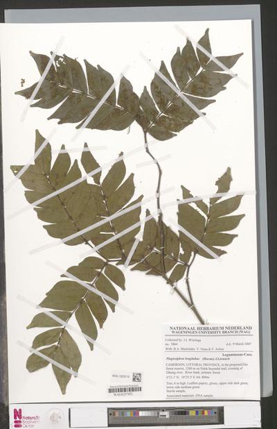 Plagiosiphon longitubus (Harms) J.Léonard