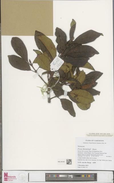 Ficus thonningii Blume
