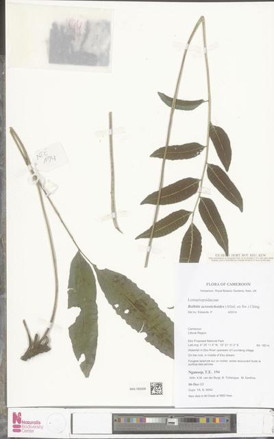 Bolbitis acrostichoides (Afzel. ex Sw.) Ching