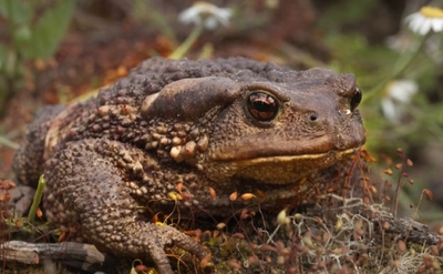 Common European Toad, Bufo bufo | Europeana