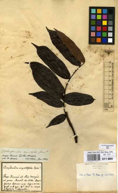 Campsiandra angustifolia Spruce