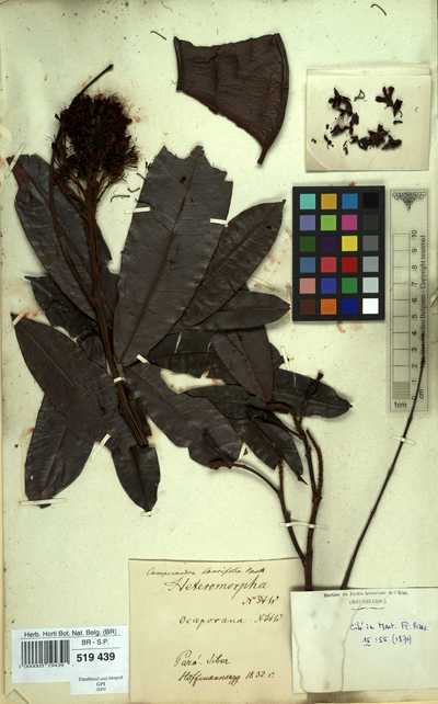 Campsiandra laurifolia Benth.