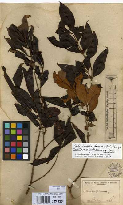 Calyptranthes fasciculata O.Berg