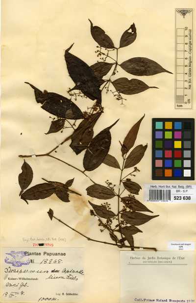 Decaspermum leptanthelium Diels