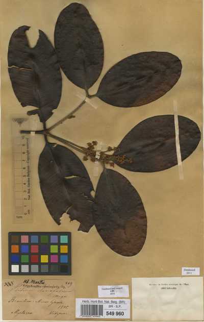 Calyptranthes clusiifolia (Miq.) O.Berg
