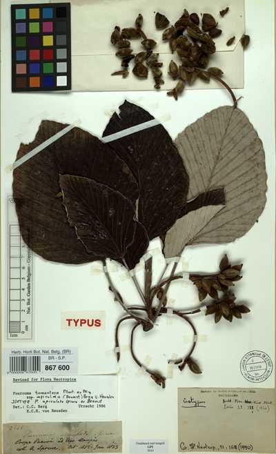 Pourouma tomentosa Miq. subsp. apiculata (Benoist) C.C.Berg & Heusden