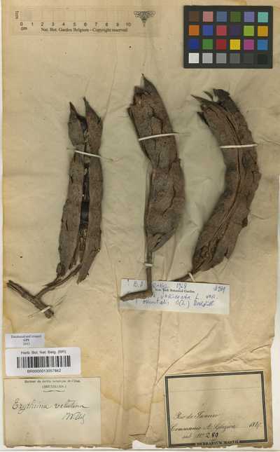 Erythrina variegata L.