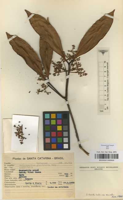Calyptranthes grandifolia O.Berg