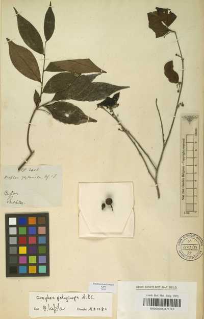 Orophea polycarpa A.DC.