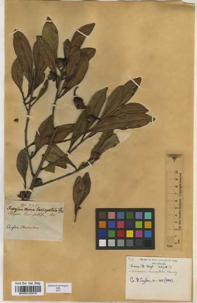 Adinandra lasiopetala (Wright) Choisy