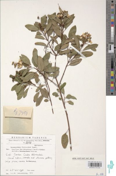 Decaspermum fruticosum J.R.Forst. & G.Forst.