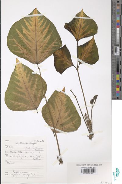 Erythrina variegata L.