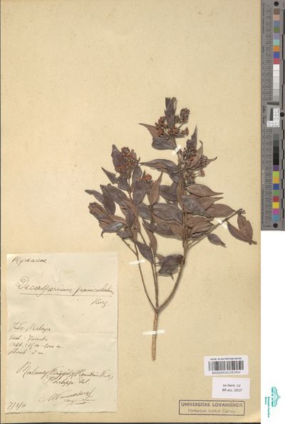 Decaspermum paniculatum (Lindl.) Kurz