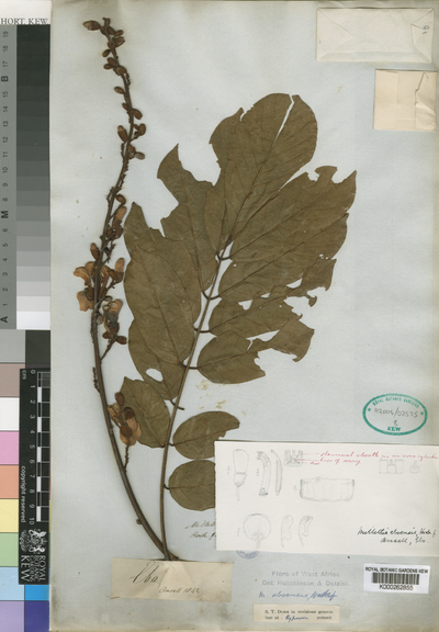 Millettia aboensis (Hook.f.) Baker