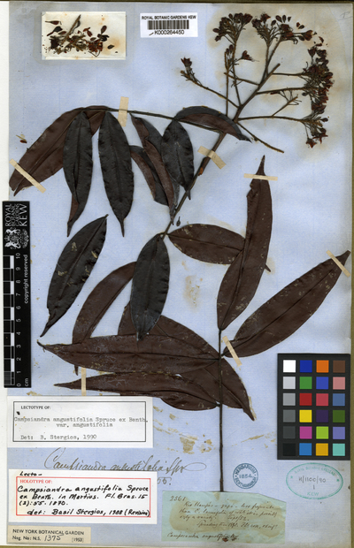 Campsiandra angustifolia Spruce ex Benth.