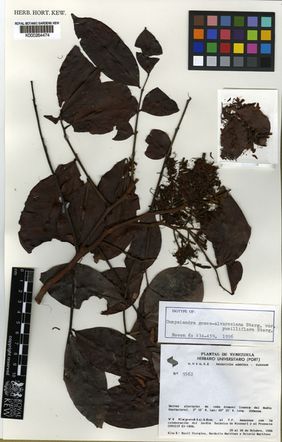 Campsiandra gomez-alvareziana Stergios var. pusilliflora Stergios