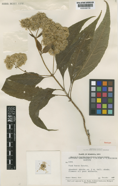 Critonia dominicensis R.M.King & H.Rob.
