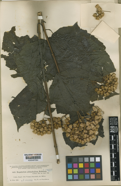 Bartlettina platyphylla (B.L.Rob.) R.M.King & H.Rob.