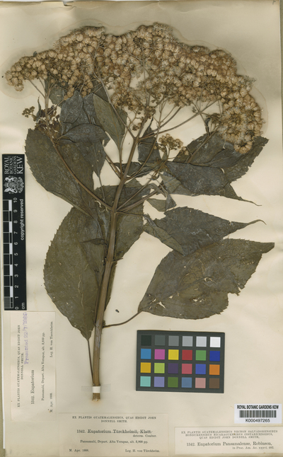 Bartlettina pansamalensis (B.L.Rob.) R.M.King & H.Rob.