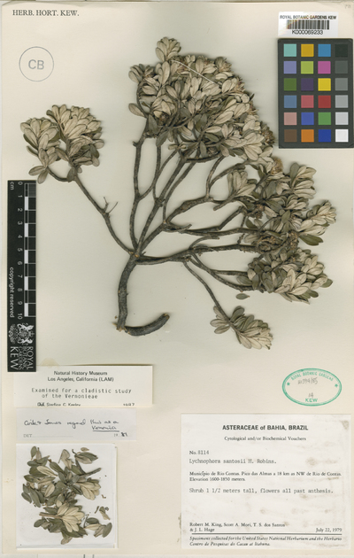 Lychnophora santosii H.Rob.
