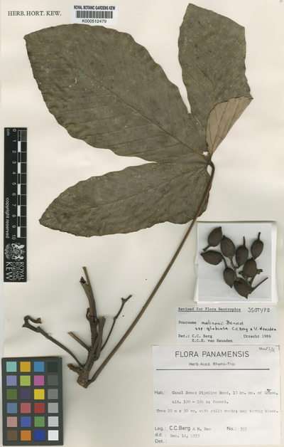 Pourouma melinonii Benoist subsp. glabrata C.C.Berg & Heusden