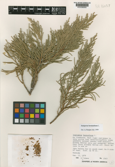 Juniperus bermudiana L.
