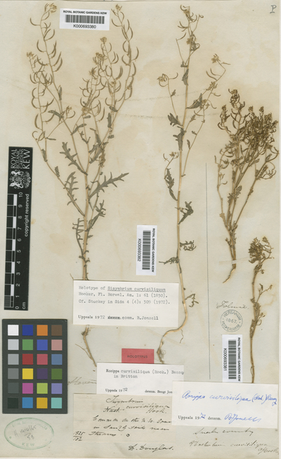 Rorippa curvisiliqua (Hook.) Bessey ex Britton