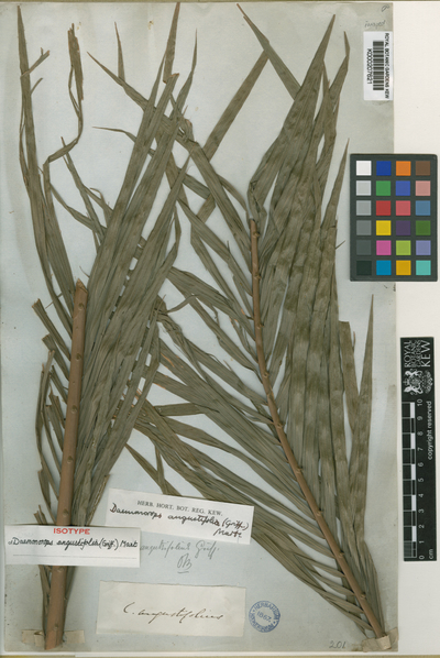 Daemonorops angustifolia (Griff.) Mart.