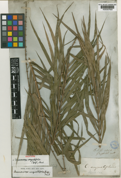 Daemonorops angustifolia (Griff.) Mart.