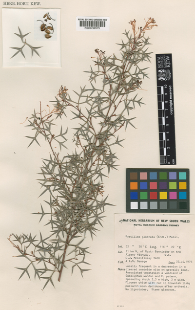 Grevillea manglesii (Graham) McGill. subsp. dissectifolia (McGill.) McGill.