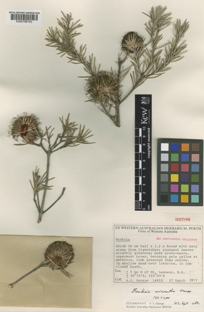 Banksia micrantha A.S.George