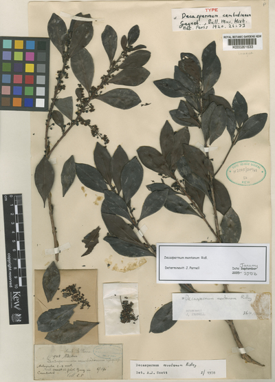 Decaspermum montanum Ridl.